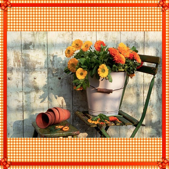 themarigoldshop